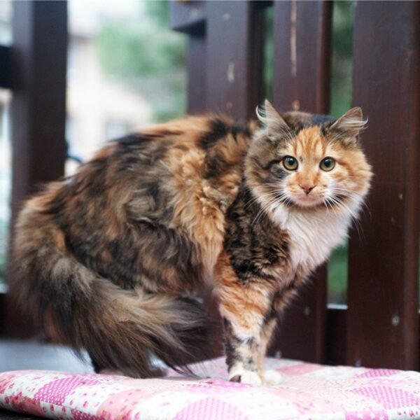 Decoding the Secrets of Cat Body Language