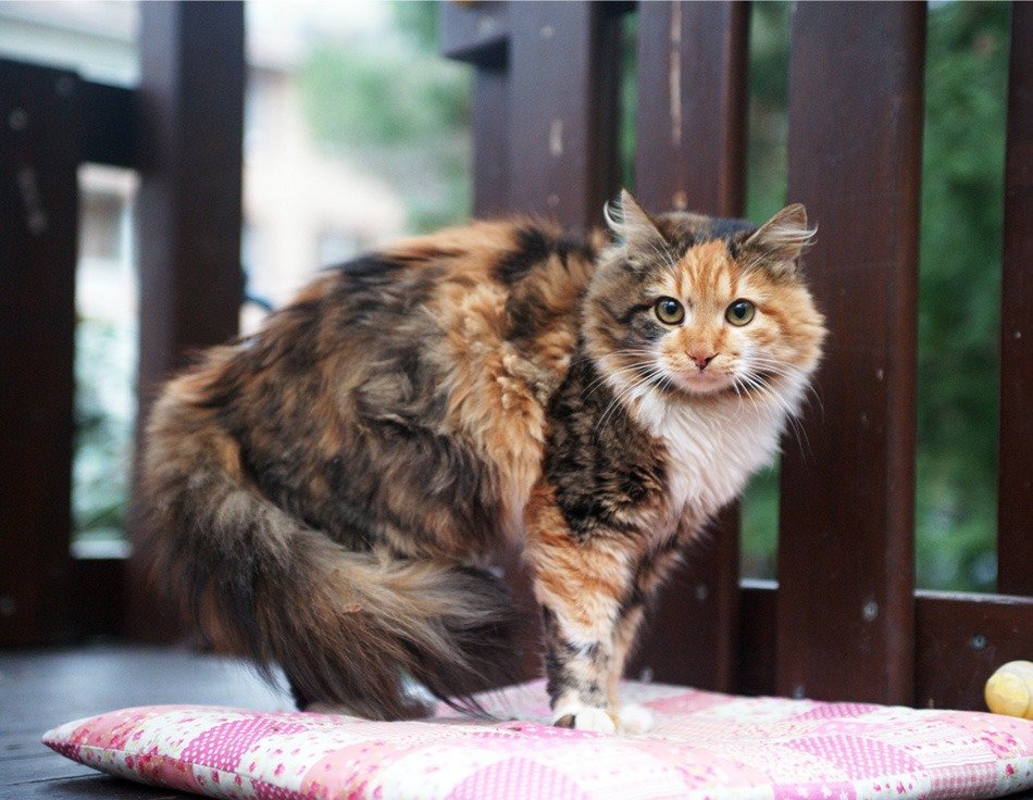 Decoding the Secrets of Cat Body Language