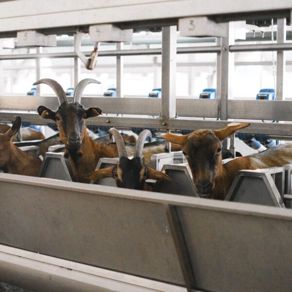 5 Signs Your Farm Needs a Better Livestock Weighing System