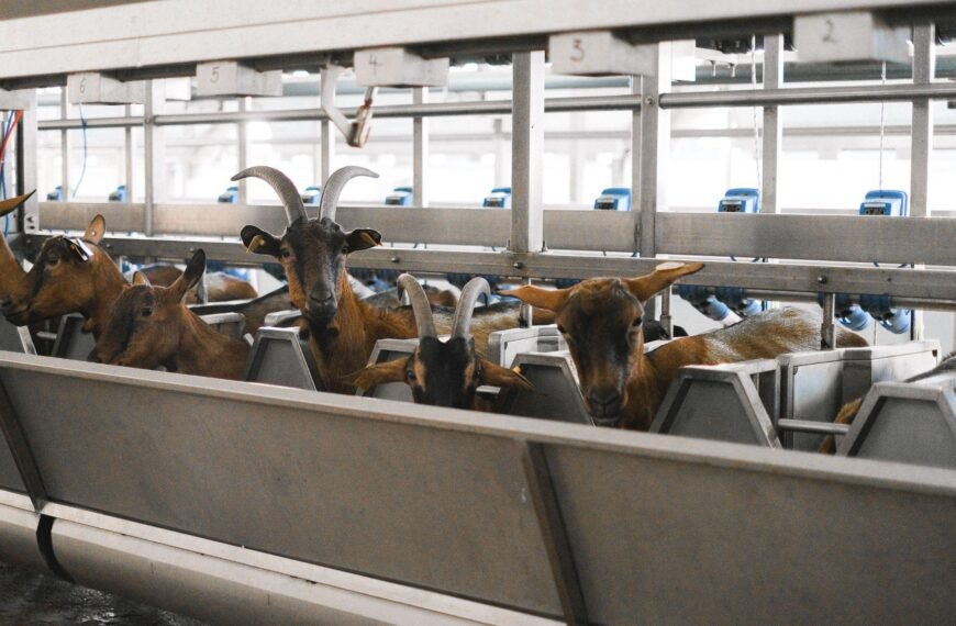 5 Signs Your Farm Needs a Better Livestock Weighing System