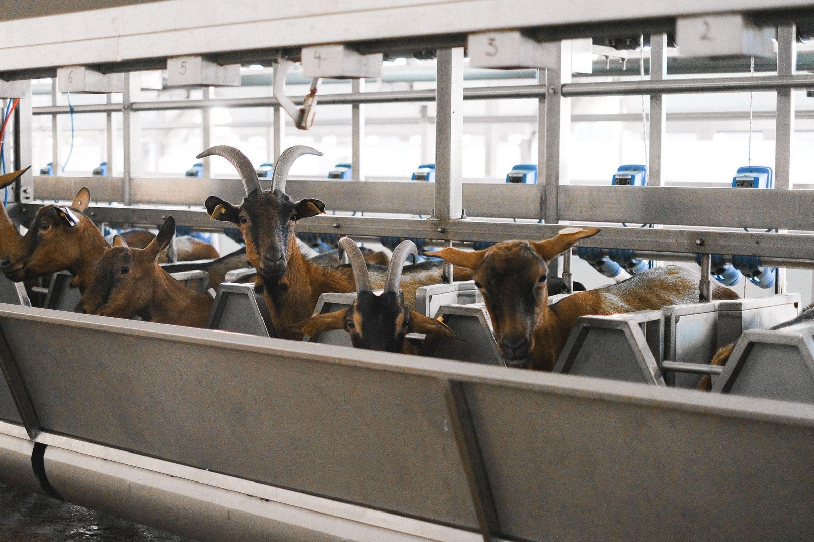 5 Signs Your Farm Needs a Better Livestock Weighing System 